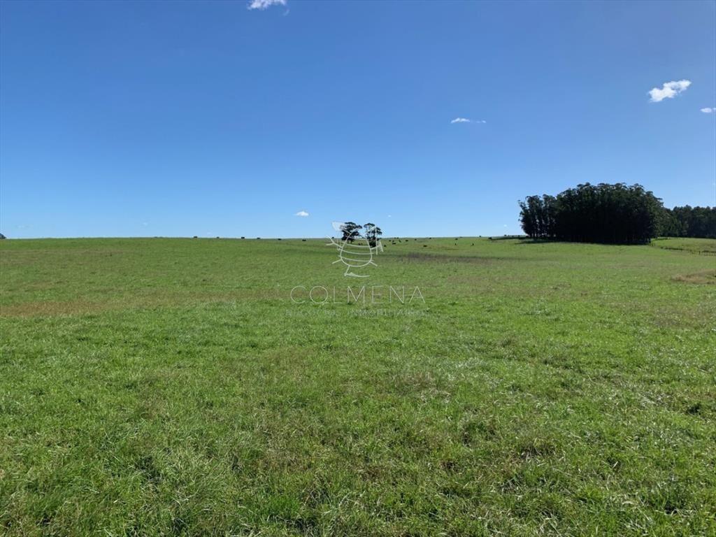 Campo excelente ubicacción, ideal plantar o
