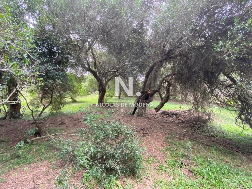 Gran oportunidad de Campo.