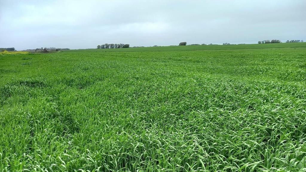 Venta de Campo Agrícola en Soriano