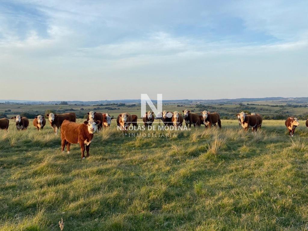 Campo en José Ignacio