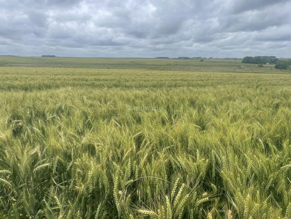 Estancia Agrícola Ganadera en Flores
