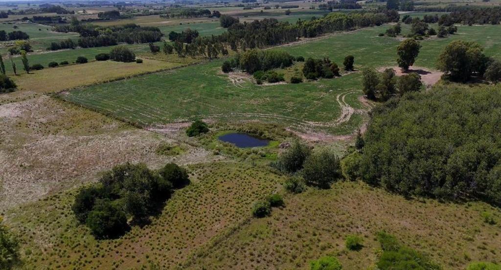 Venta CAMPO 29ha 2 CASAS en Est. Pedrera Ruta 88