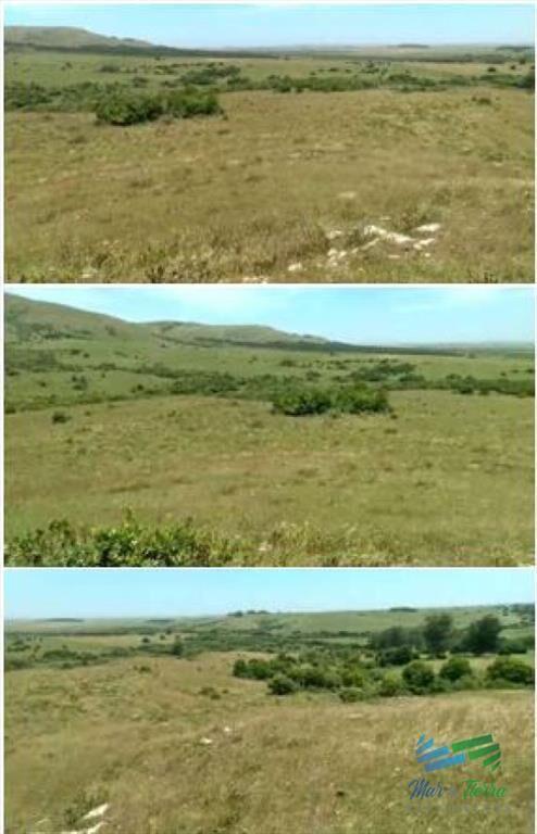Linda fracción de campo ganadero con aptitud