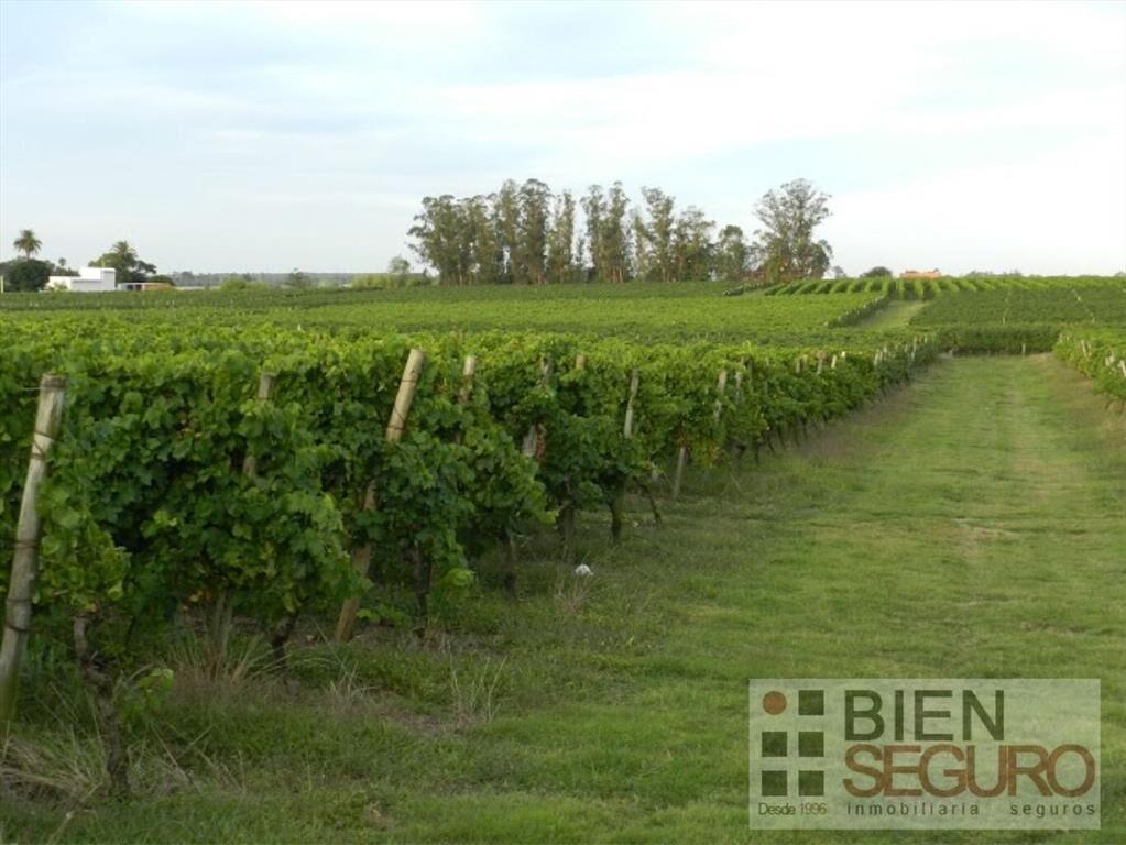 Chacra de 11,7 hás, con bodega y viñedos, en venta próximo