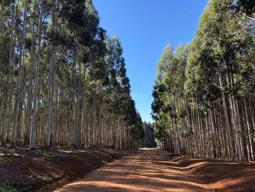 Venta Campo Durazno