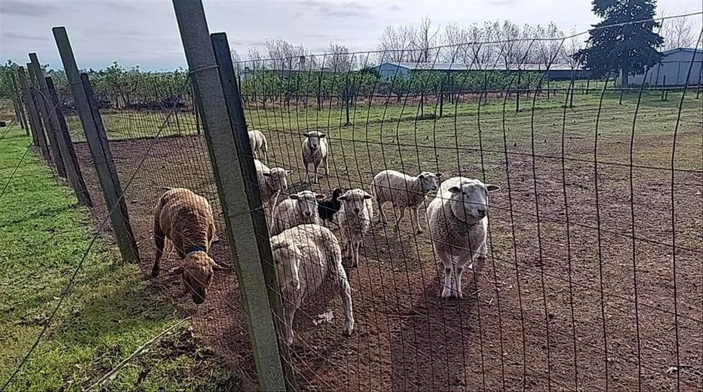 Venta de Chacra productiva en Melilla casas viñedos montes