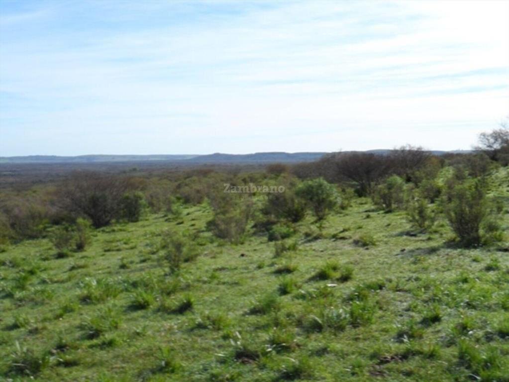 Campo Ganadero I Cerro Largo I Ha: 1450 IC: 57.