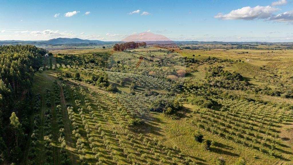 Venta de Campo con olivos en Rocha