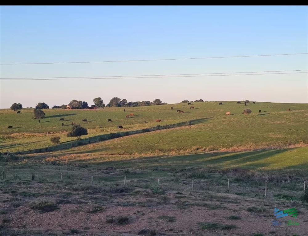 Campo Agrícola - Ganadero, 422 Has sobre Ruta 15