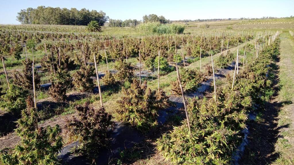 Excelente OPORTUNIDAD de inversión Campo 6,7Has