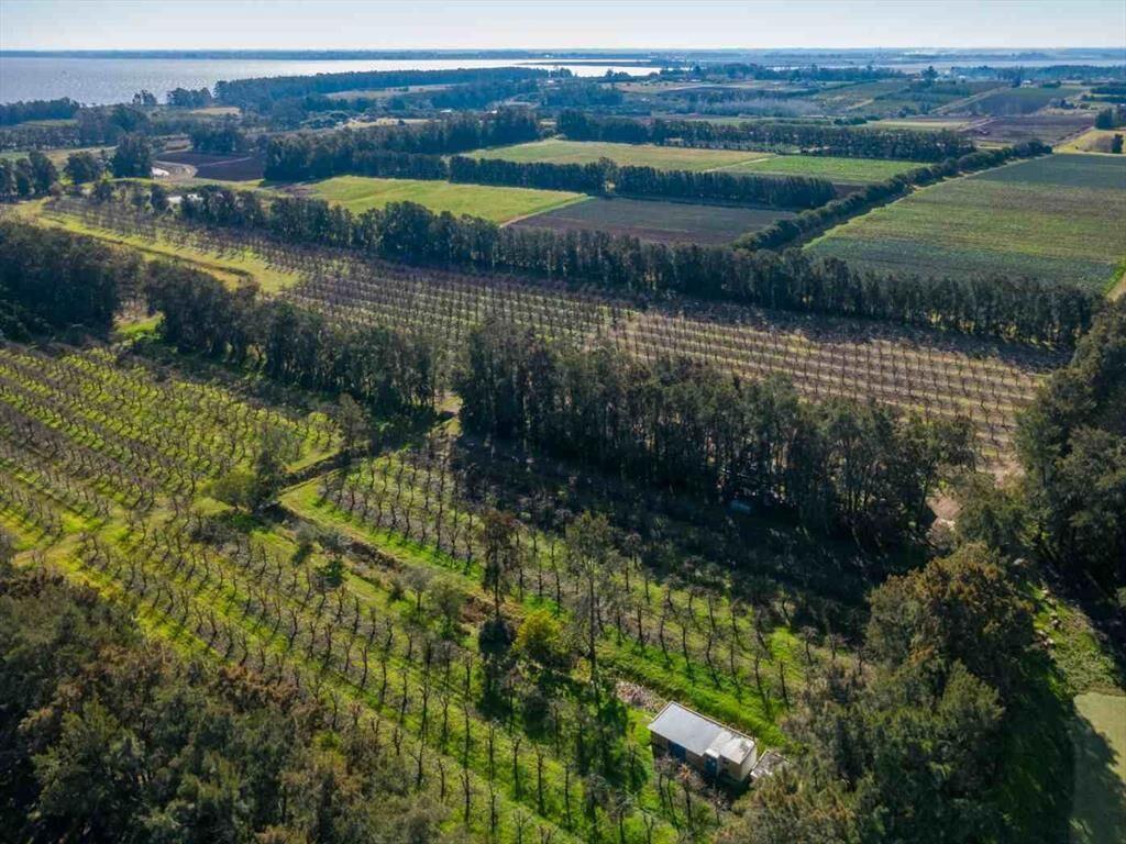 VENTA DE CHACRA 20 has EN PUNTA ESPINILLO