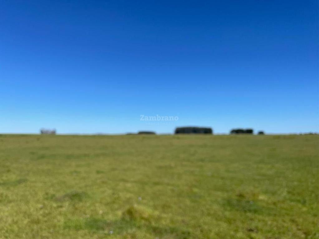 Estancia Arrocera I Rocha I Ha: 1650 IC:56.