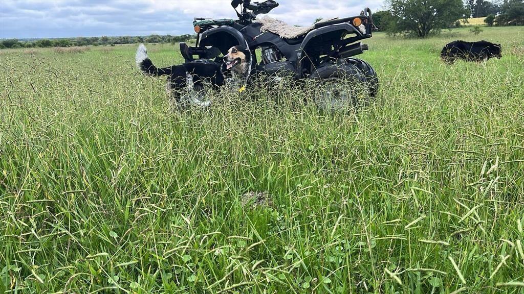 CAMPO 180 HAS. AGRICOLA GANADERO PAYSANDU