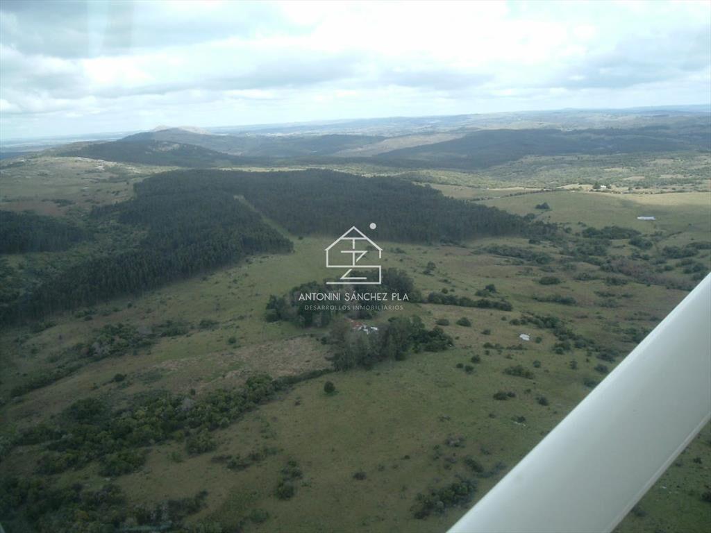 Venta Campo Ganadero Forestal Rocha