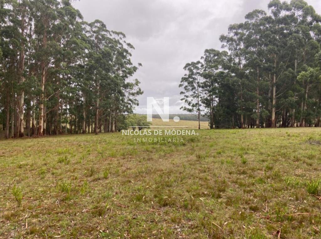 Campo en Ruta 104, 20 hectáreas