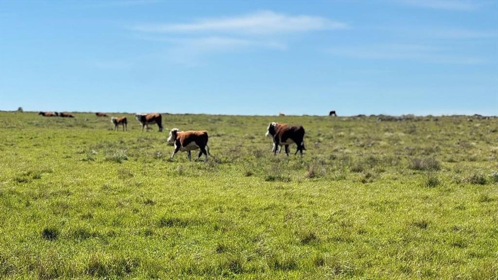 VENTA DE CAMPO GANADERO – 694 HAS. EN RIO NEGRO
