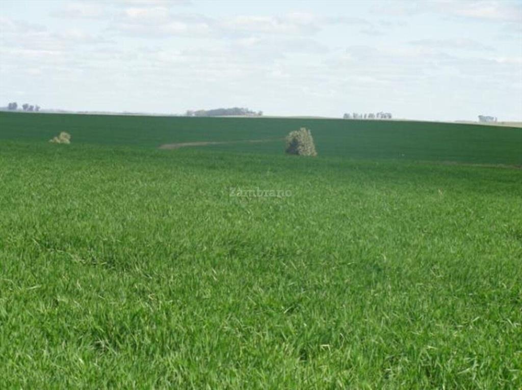Estancia Agrícola Ganadera I Cerro Largo I Ha: 525. IC: 113