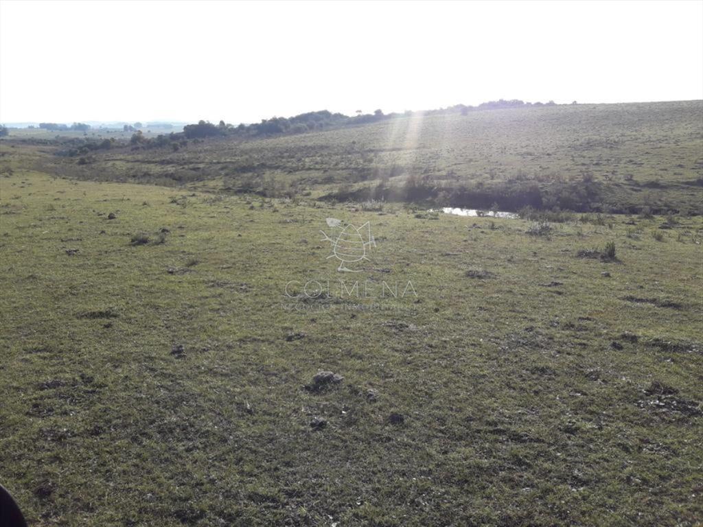 Campo de 66 has con 1991 m2 - En Corte la Leña -