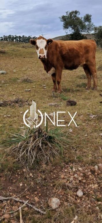 SE VENDE CHACRA DE 5 HA EN LAVALLEJA