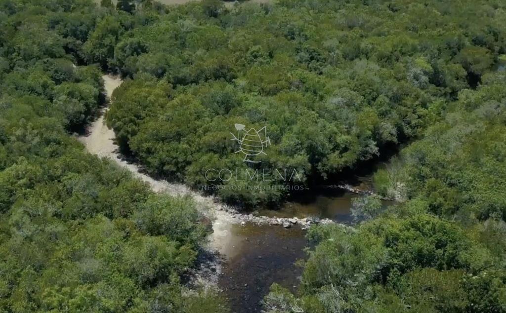 Campo de Olivos