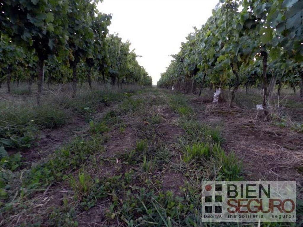 Gran terreno de 11,7 hás, Bodega, viñedo y 2 casas en venta
