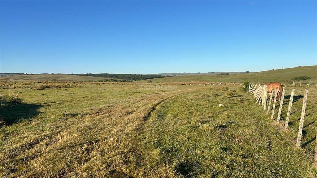 Campo Forestal Ganadero en Cerro Largo