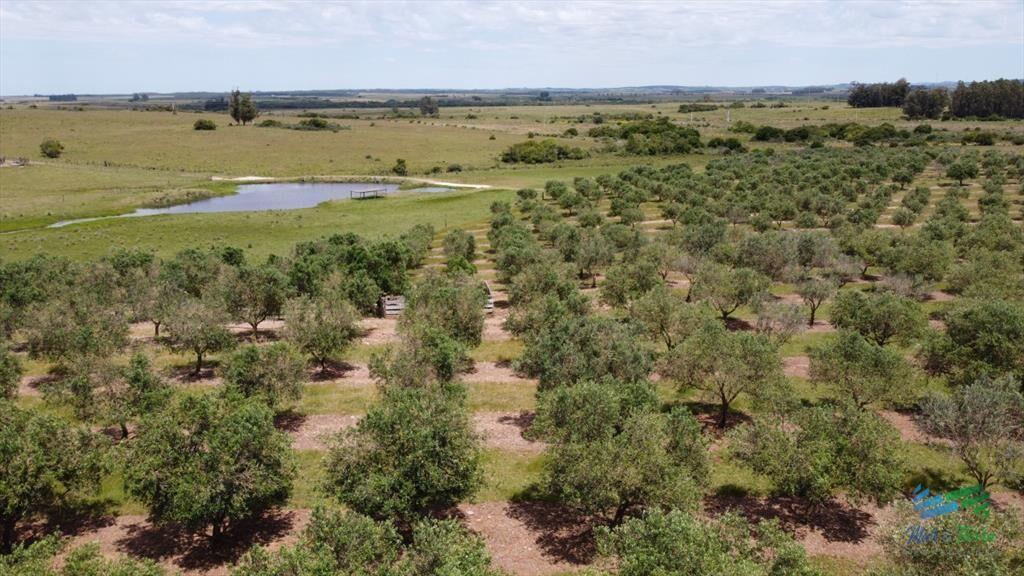 28 Has a 5 Kms de Garzón con 5.000 Olivos