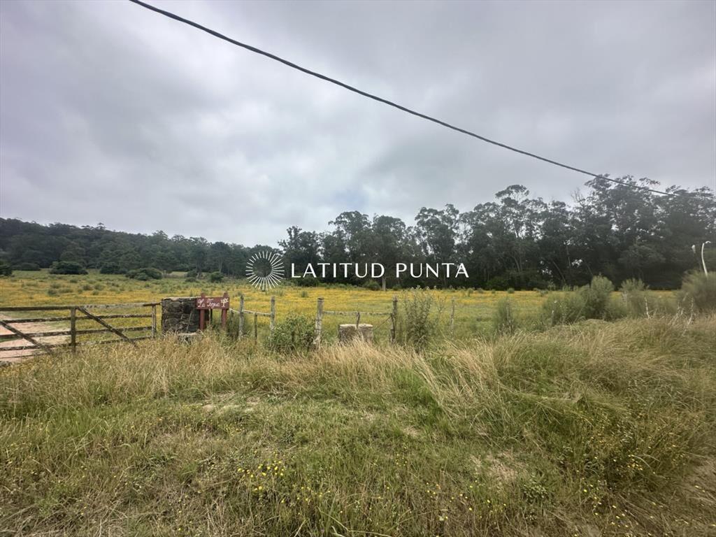 Chacra en zona La Pataia. Punta Ballena