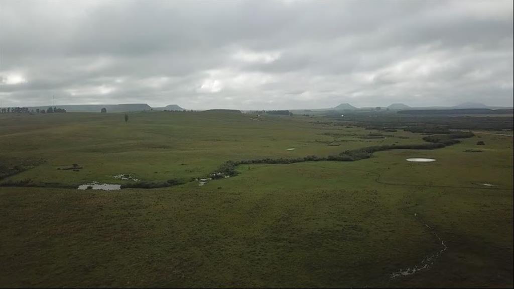 1.320 has - CAMPO GANADERO FORESTAL EN RIVERA