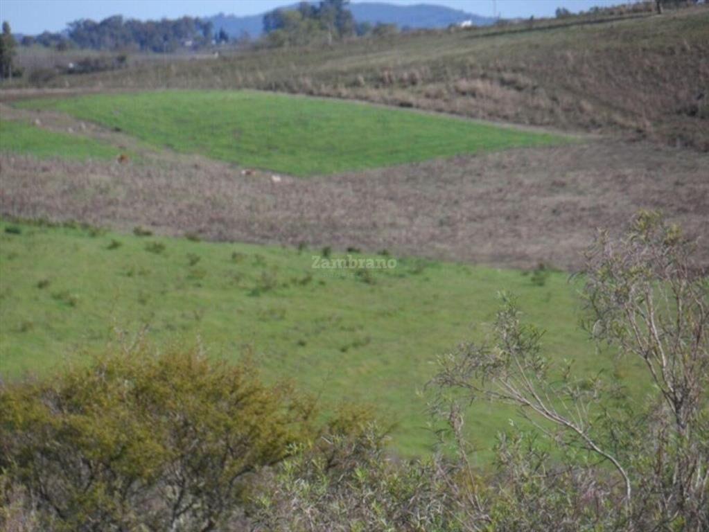 Campo Ganadero I Cerro Largo I Ha: 1450 IC: 57.