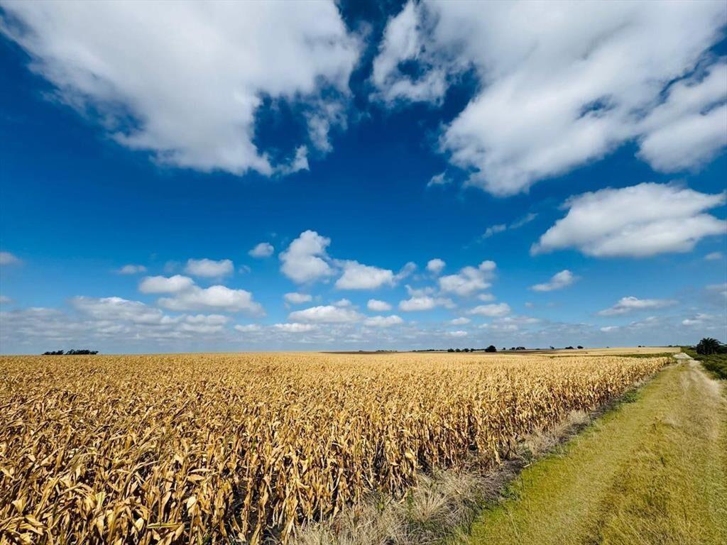 Venta de Campo Agrícola en Soriano
