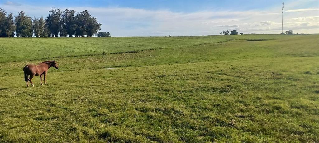 Campo en Rocha