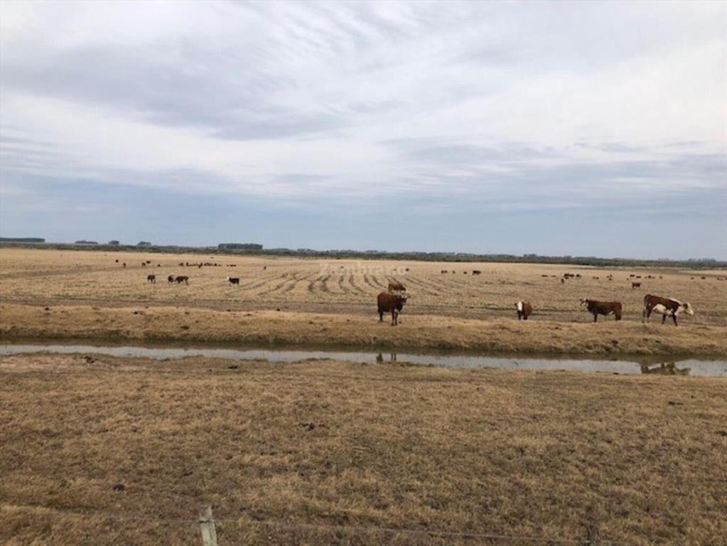 Establecimientos Ganadero Agrícolas I Cerro Largo I Ha: 650