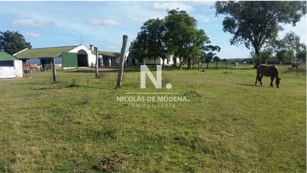 En venta campo tipo criador en Montevideo - y