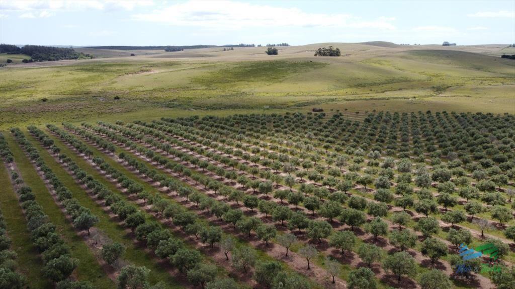 28 Has a 5 Kms de Garzón con 5.000 Olivos