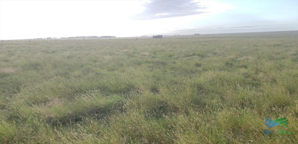 900 Has en Artigas, Estancia Completa