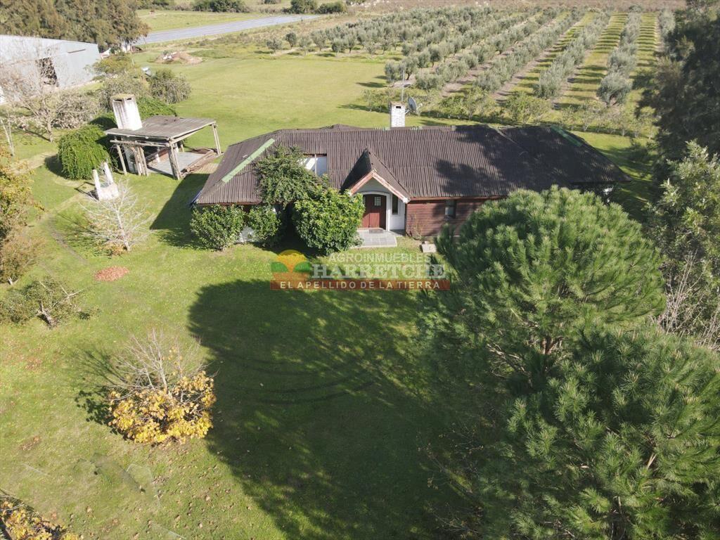 Campo de Olivos en venta, con fábrica de aceite