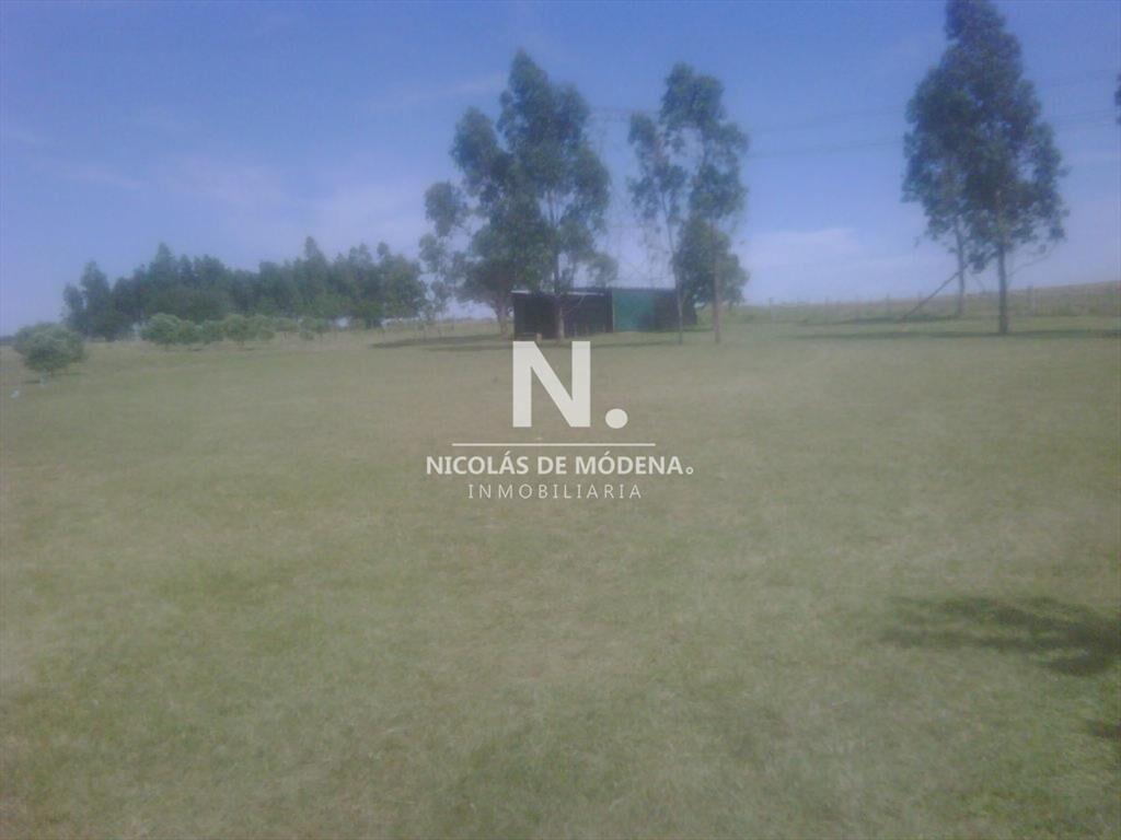 HERMOSA CHACRA CON PRODUCCION DE OLIVOS