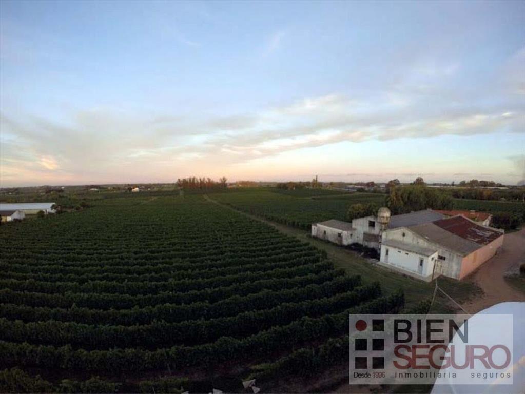 Gran terreno de 11,7 hás, Bodega, viñedo y 2 casas en venta