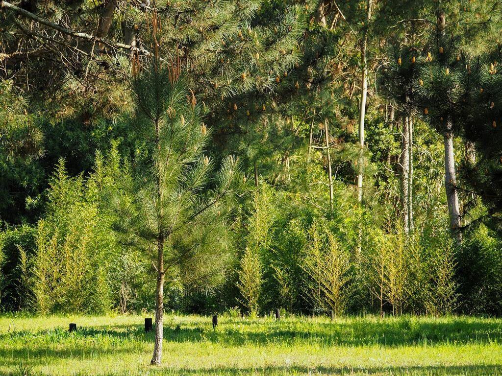 Terreno en Punta del Este