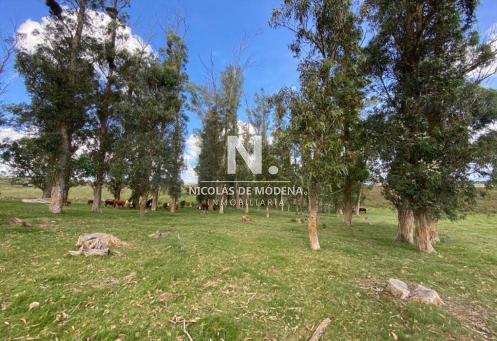 Venta de campo en Laguna del Sauce de 112 has.