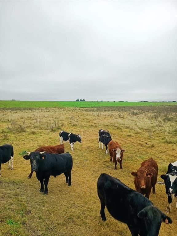 Campo 29,5 Hás. A17 Km de San José de Mayo