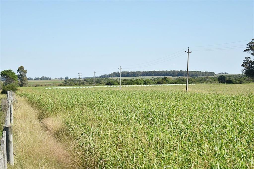 36 ha. sobre ruta 9