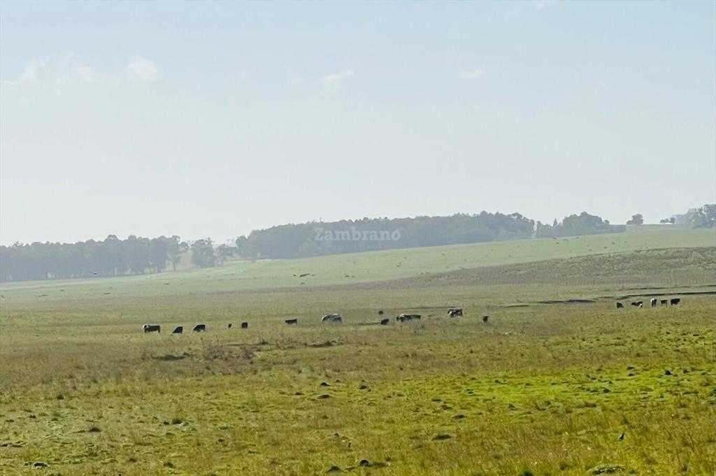 Estancia Ganadera 450 ha en Cerro Largo