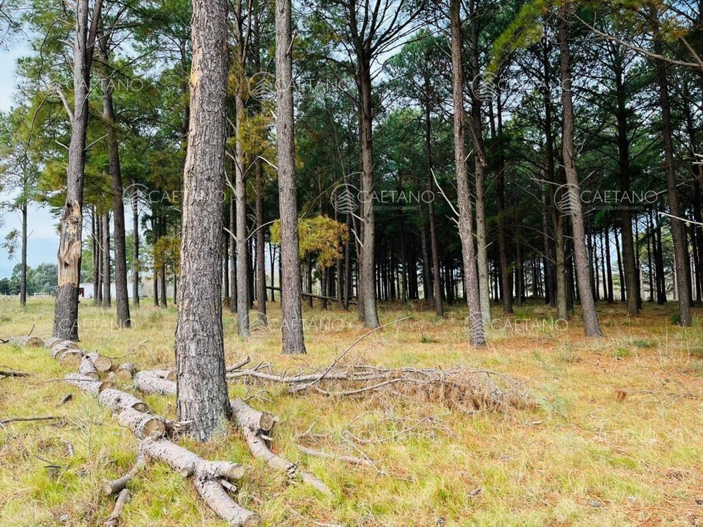 Terreno en Oportunidad Chacras del Pinar