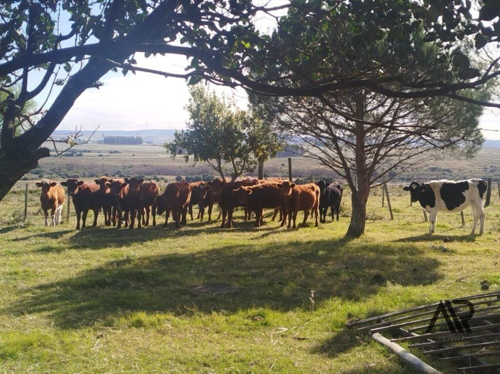 Chacra de 28 hectáreas, con casa y lindera al Arroyo San...
