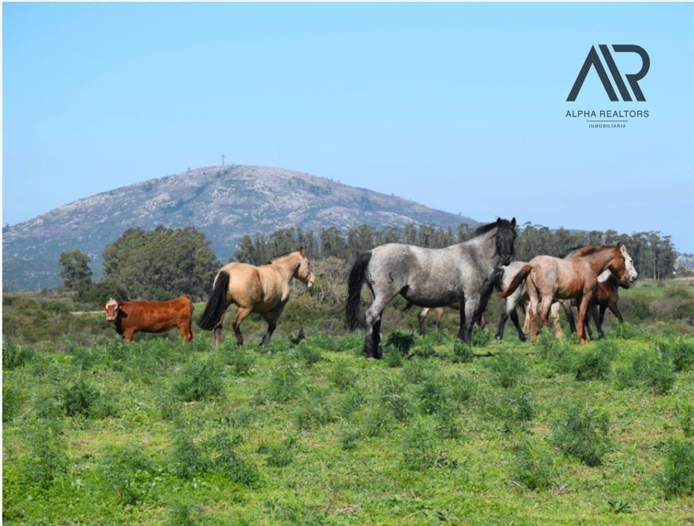Chacra en venta de 1500m2 ubicado en Pan de Azúcar