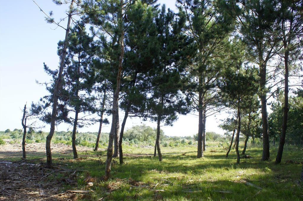 Venta de Lote de 10 Hectáreas sobre Ruta10 cerca de Valizas