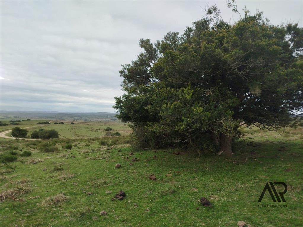 Gran Oportunidad 116 Ha En Garzón/maldondado, A 8 Km Del...