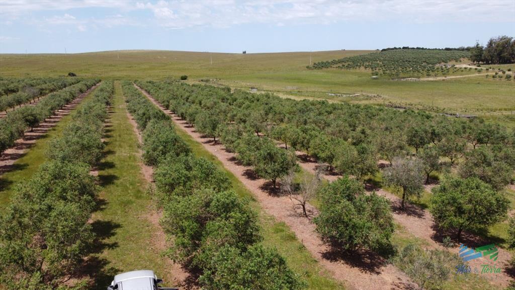 28 Has a 5 Kms de Garzón con 5.000 Olivos